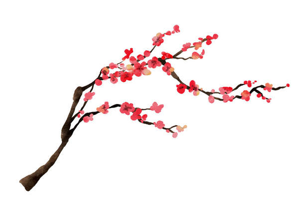 Kiraz çiçeklerinin suluboya dalları. Sakura çiçek dalı beyaz arkaplan vektör illüstrasyonunda izole edilmiş.. - Vektör, Görsel