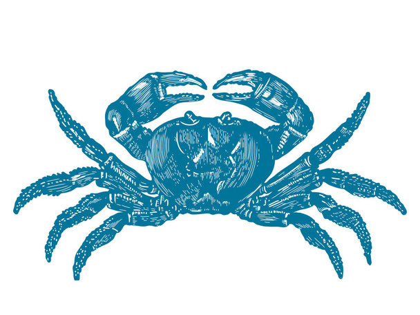 Illustration of a crab, sketch, vintage engraving style - Vector, Imagen