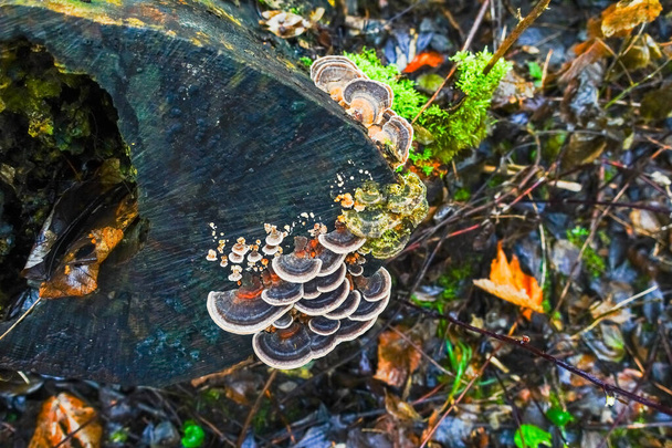 saludable muchos hongos poliporos de colores en un tronco de árbol en una vista del bosque desde arriba - Foto, Imagen
