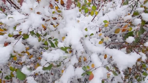 Bush of spiraea with autumn leaves covered with fluffy snow - Filmati, video
