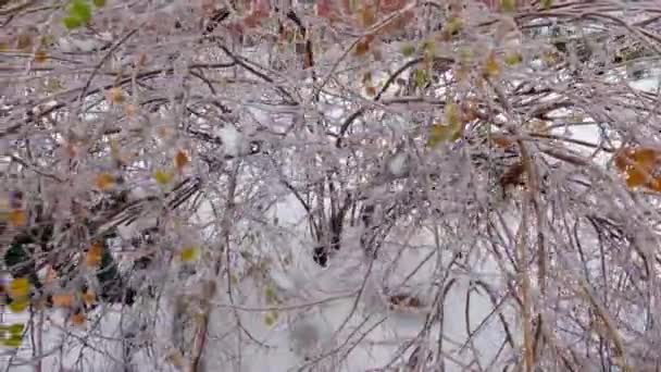 Struiken van spiraea bedekt met ijs glazuur na ijzel regen - Video