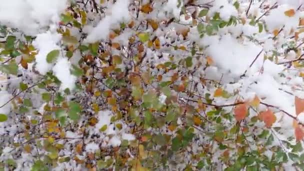 Bush of spiraea with autumn leaves covered with fluffy snow - Felvétel, videó