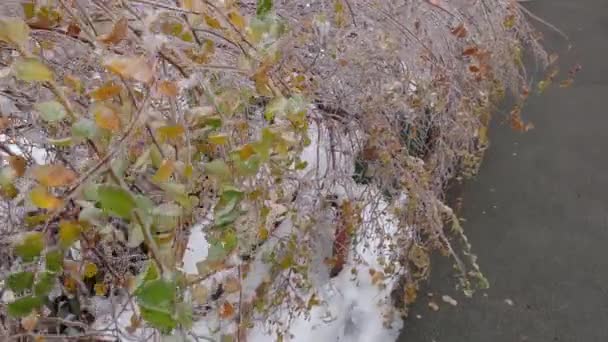 Bushes of spiraea covered with ice glaze after freezing rain - Filmati, video