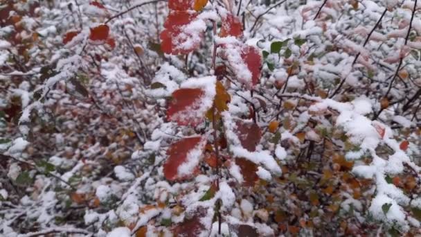 Branch of spiraea with autumn leaves covered with fluffy snow - Filmati, video