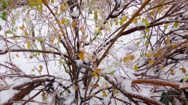Branches of spiraea covered with ice glaze after freezing rain - Footage, Video