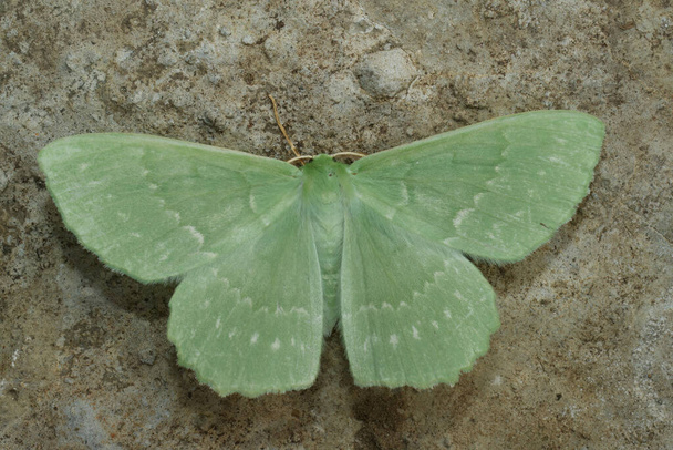 Closeup detalhado sobre o colorido macio verde traça grande geômetro Esmeralda, Geometra papilionaria com asas abertas - Foto, Imagem
