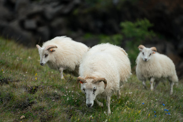 Icelandic Sheep roaming the hills in Iceland. High quality photo. The North European Short Tailed sheep.  - Foto, Bild