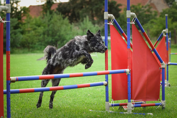 Dog is jumping over the hurdles.  Amazing day on czech agility privat training - Photo, Image