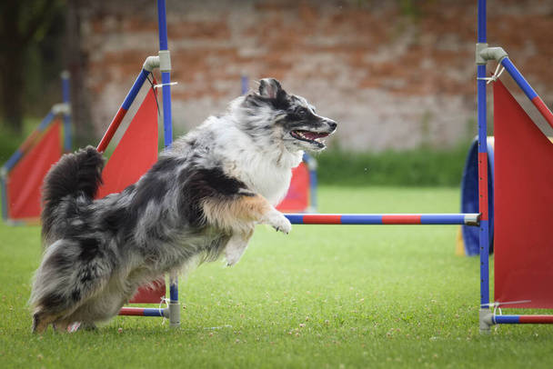 Koira hyppää aitojen yli. Hämmästyttävä päivä tsekki agility privat koulutus - Valokuva, kuva