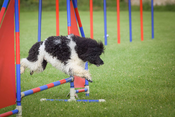 De hond springt over de horden. Geweldige dag op Tsjechische behendigheid privat training - Foto, afbeelding