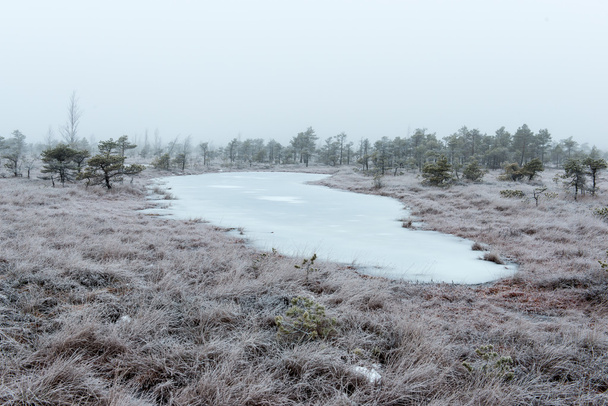bog fagyos téli havas táj - Fotó, kép