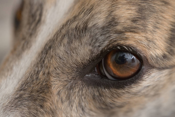 Super macro close up of pet dog greyhounds left eye. Individual hair strands and pet dander are visible. Beautiful large brown eye with vivid iris - Foto, immagini