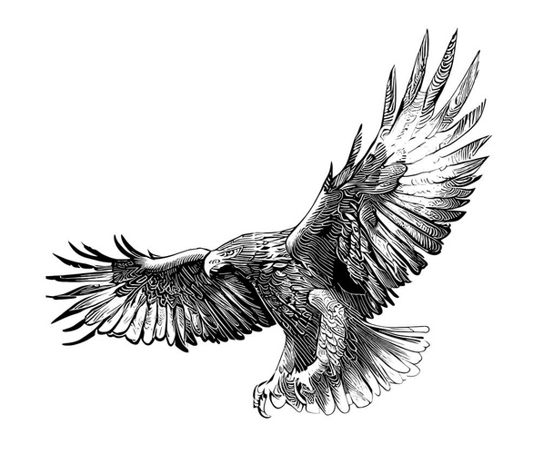 Eagle with spread wings sketch, hand drawn in doodle style Vector illustration - Vector, Image