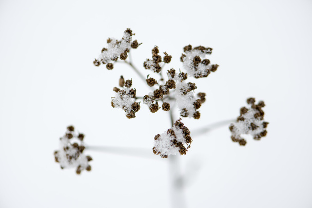 ramas abstractas congeladas del árbol y hierba
 - Foto, imagen