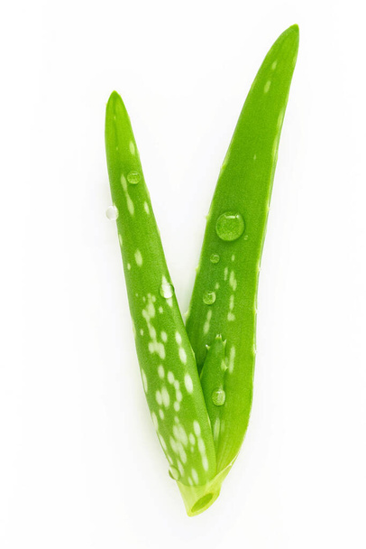 Close up aloe vera with water drops isolated on white background. - Photo, Image