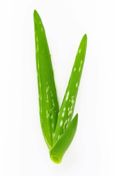 Κοντινό πλάνο aloe vera με σταγόνες νερού που απομονώνονται σε λευκό φόντο. - Φωτογραφία, εικόνα