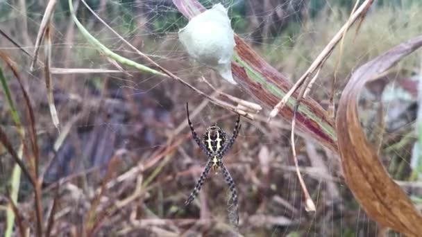 Keltainen puutarha hämähäkki ja muna säkki roikkuu Webissä. - Materiaali, video