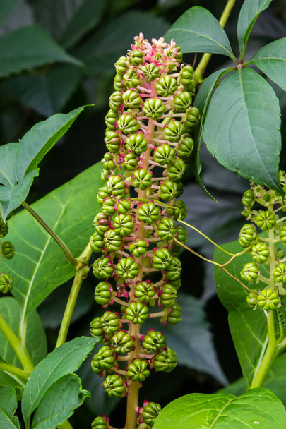 an unusual plant Laconosa or Phytolacca Americana with a long, narrow inflorescence among the foliage. Floral wallpaper. - Photo, Image