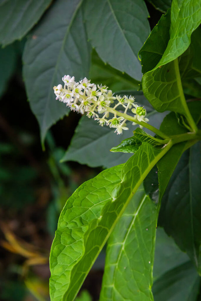 Close up flowering Indian pokeweed Phytolacca acinosa, family Phytolaccaceae. Spring, May, Dutch garden. - Photo, Image