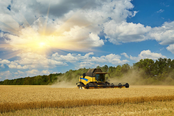Combine Harvester Cutting Wheat, Summer Landscape of endless Fields under blue sky with clouds - Photo, Image