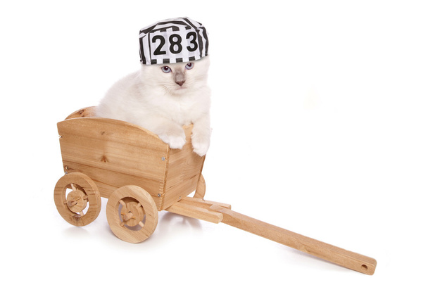 Ragdoll котенок преступник
 - Фото, изображение