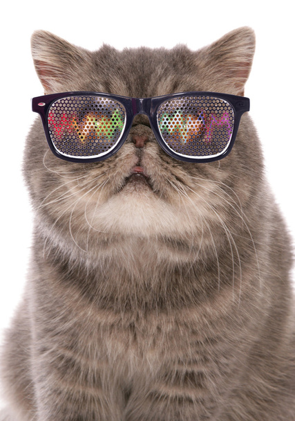 blue classic tabby exotic shorthair with raving glasses  - Photo, Image