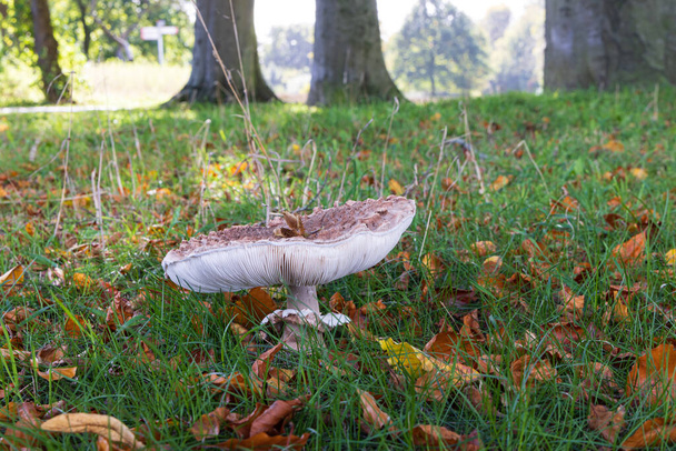 Funghi closeup of parasol mushroom along a path in the forest during autumn season - Photo, Image