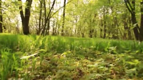 Waldweg der Tiere. - Filmmaterial, Video