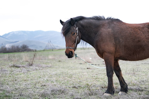 Kaunis muotokuva tummanruskeasta islantilaisesta hevosesta, jolla on pitkä harja. - Valokuva, kuva