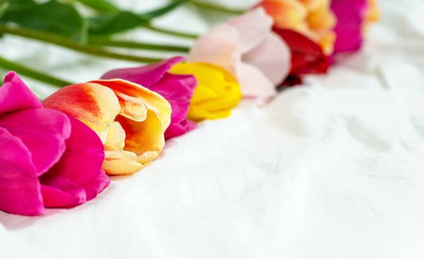 barevné tulipány květiny v kruhu nebo v řadě na bílém lůžku přikrývka napodobit zdarma reklamní prostor pro text.ženy matka mezinárodní den březen 8. prázdný prostor v půli dle.jaro přichází  - Fotografie, Obrázek