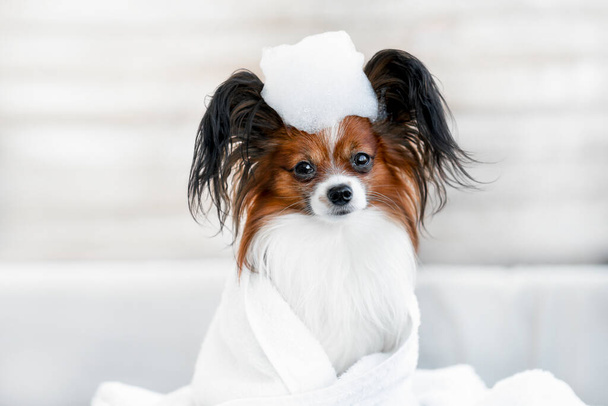 Roztomilý pes zblízka portrét v koupelně v šamponu v ručníku. Péče o psy a péči - Fotografie, Obrázek