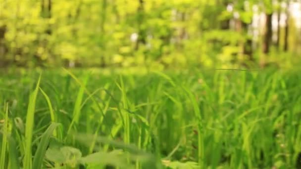 Langsame Bewegung im leuchtend gelben Gras. Tierisch - Filmmaterial, Video