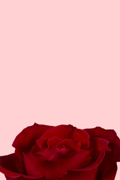 Día de San Valentín. Composición de flores. Marco redondo hecho de flores de rosa, confeti sobre fondo blanco. Fondo del día de San Valentín. Plano, vista superior, espacio para copiar. - Foto, Imagen