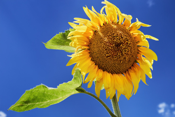 Closeup jasné slunečnice přes modré nebe pozadí - Fotografie, Obrázek