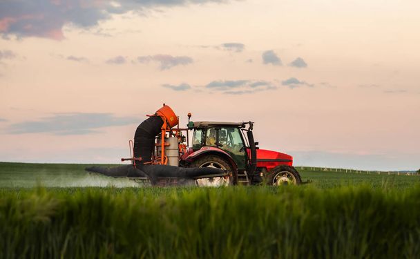 緑の畑に農薬を散布するトラクター - 写真・画像