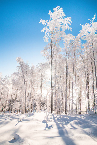Παραμύθι χειμερινό τοπίο ενός χιονισμένου δάσους και το πρωινό φως του ήλιου λάμπει μέσα από τα δέντρα και λάμπει στο παρθένο κάλυμμα χιονιού. Beskydy βουνά, Τσεχία. - Φωτογραφία, εικόνα