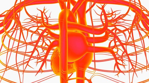 Ανατομία του κυκλοφορικού συστήματος της ανθρώπινης καρδιάς για ιατρική έννοια 3D Εικονογράφηση - Φωτογραφία, εικόνα