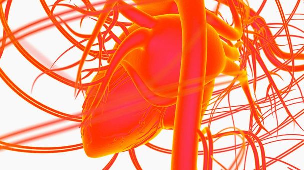 Anatomie oběhového systému lidského srdce pro lékařský koncept 3D ilustrace - Fotografie, Obrázek