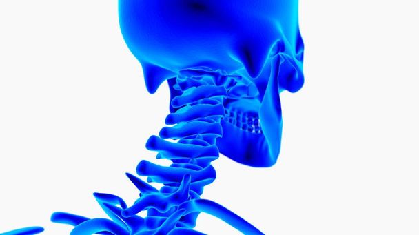 Ανθρώπινη ανατομία σκελετού για την ιατρική έννοια 3D απόδοση - Φωτογραφία, εικόνα