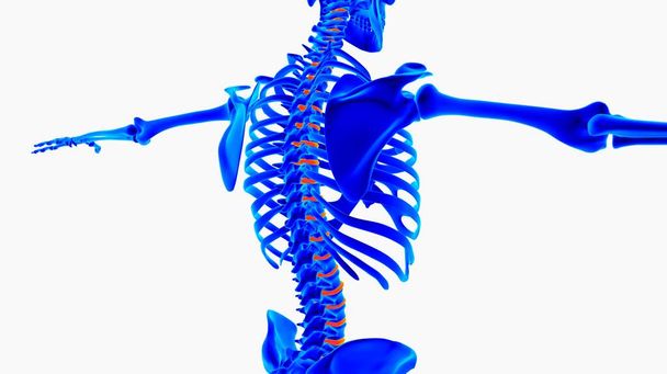 Human skeleton anatomy for medical concept 3D rendering - Foto, Imagem