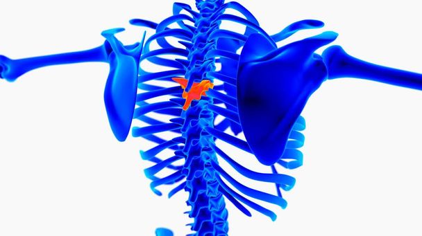 Human skeleton anatomy for medical concept 3D rendering - Photo, Image