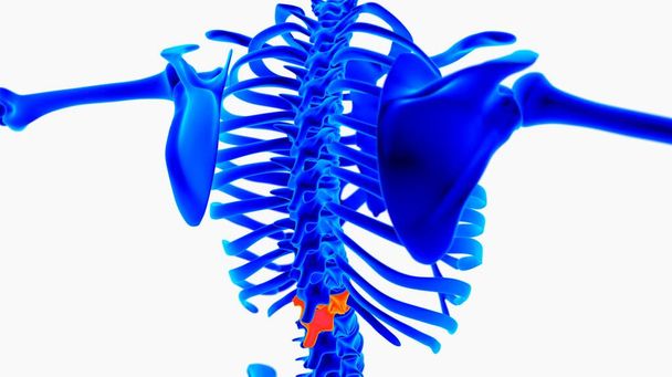 医学的概念のためのヒト骨格解剖学3Dレンダリング - 写真・画像