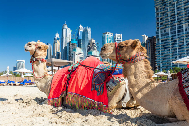 Camels on Dubai jumeirah beach with marina skyscrapers in UAE. Popular public JBR beach - Zdjęcie, obraz