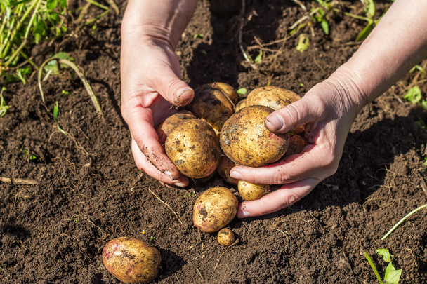 Mains femelles récoltant des pommes de terre fraîches dans la terre
 - Photo, image