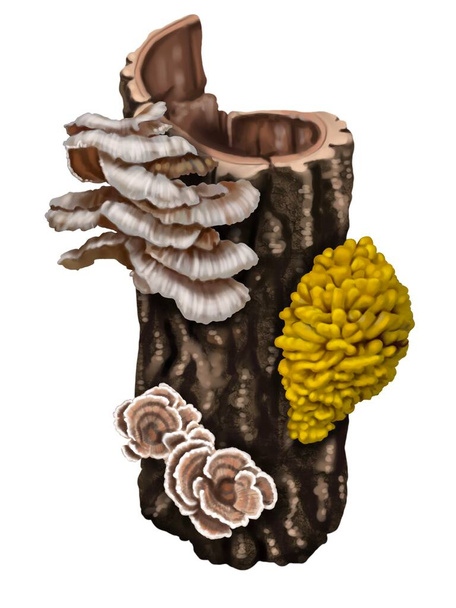 realistic yellow mushrooms. mushrooms growing on the tree. Laetiporus sulphureus is a species of bracket fungus. High quality illustration crab-of-the-woods, sulphur polypore, sulphur shelf, and - Zdjęcie, obraz