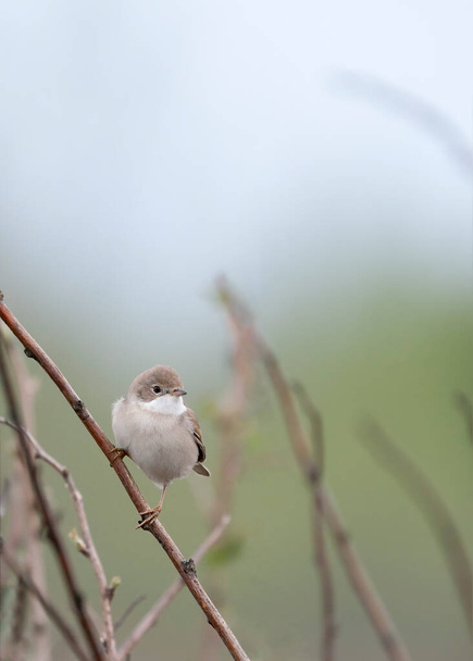 Common whitethroat or greater whitethroat (Curruca communis) is a common and widespread typical warbler in Europe. - Foto, immagini