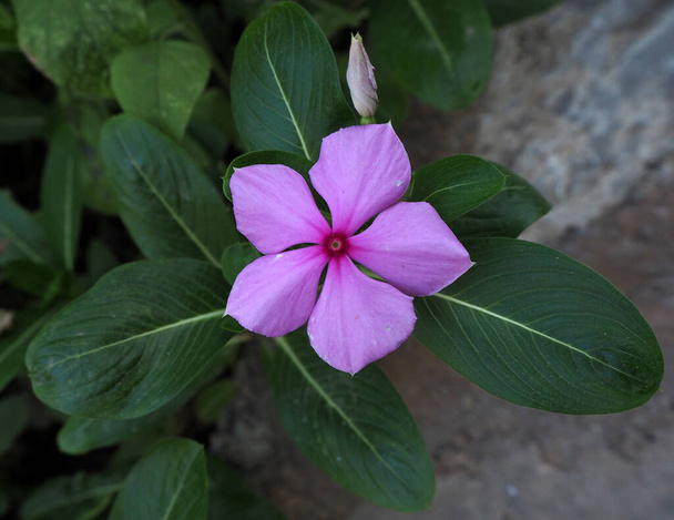 The common periwinkle plant (Vinca minor)       - Foto, Imagem