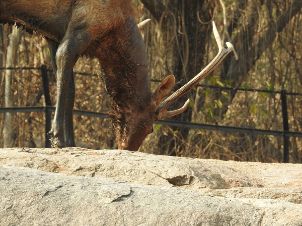 Chital AKA cheetal and Spotted deer or axis deer. closeup deer with dig horns in sunlight a detailed view of the animal. and other deer's Close up Red Deer Stag in forest, adult noble deer with big beautiful horns on snowy field, closeup Roe deer  - Foto, immagini