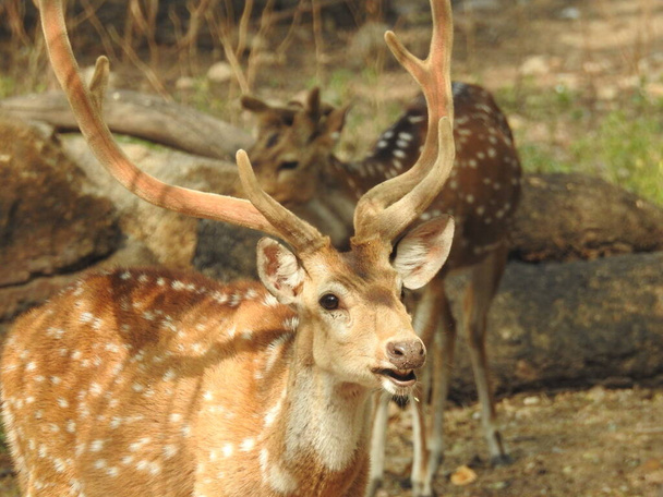 Red Deer fighting, Fallow Deer Fighting. Two Whitetail Deer. Close up Red Deer Stag in forest, Single adult noble deer with big beautiful horns on snowy field, Roe deer sitting in a green grass field A closeup look and detailed view of this species. - Foto, imagen