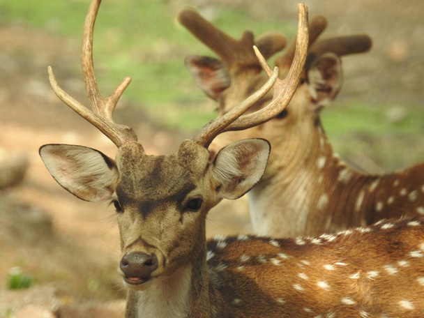 Red Deer fighting, Fallow Deer Fighting. Two Whitetail Deer. Close up Red Deer Stag in forest, Single adult noble deer with big beautiful horns on snowy field, Roe deer sitting in a green grass field A closeup look and detailed view of this species. - Foto, imagen